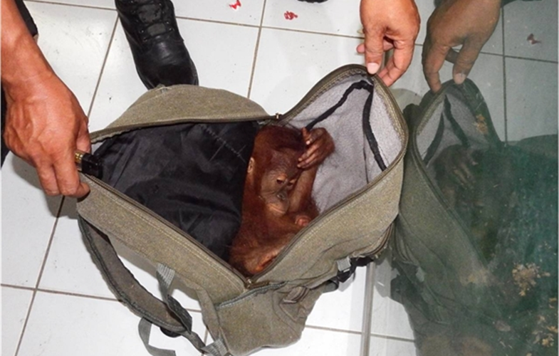 conficated orangutan